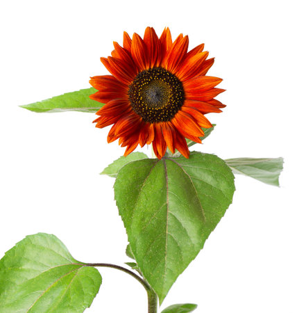 Sunflower with green leaves, isolated on white background. Decorative sunflower flower. Clipping path.の写真素材
