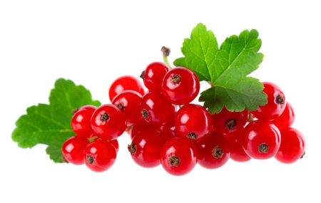 Red currant isolated on white background. Redcurrant or Ribes rubrum ripe berries with green leaves.の写真素材