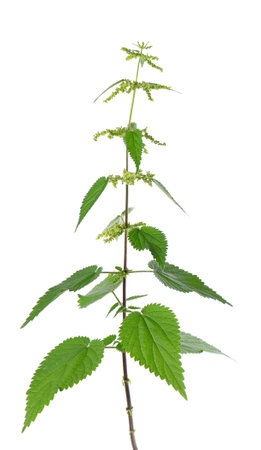 Nettle plant isolated on white background. Green common nettle, burn nettle, stinging nettle or Urtica dioica. Medicinal and culinary herb. Clipping path.の写真素材