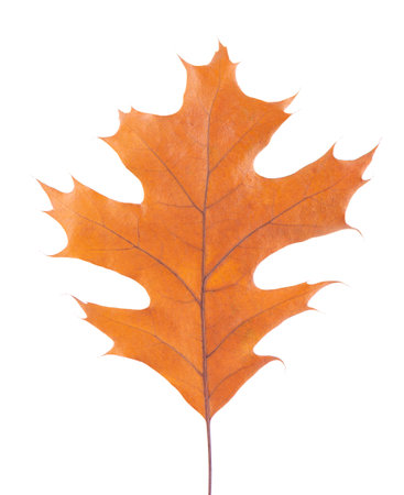 Oak leaf isolated on white background. Yellow autumn oak leaf. Clipping path. Top view.