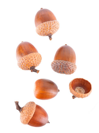 Acorn oak isolated on white background. Ripe brown acorn. Clipping path. Top view.の写真素材
