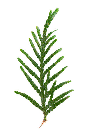Thuja branch isolated on white background. Branch of green orientalis leaves. Clipping path.