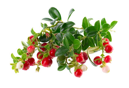 Fresh cowberry berries with leaves, isolated on white background. Ripe cranberry, cowberry, lingonberry. Clipping path.の写真素材
