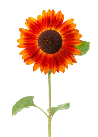 Sunflower with green leaves, isolated on white background. Decorative sunflower flower. Clipping path.の写真素材