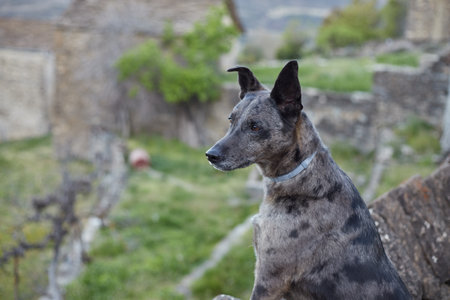 Portrait of a mongrel dog.の写真素材