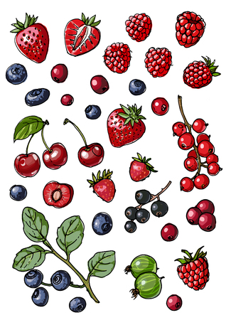 Berries and leaves wild berries painted line on a white background. Cranberry, cranberries, currants, raspberries, strawberries, blueberries.のイラスト素材