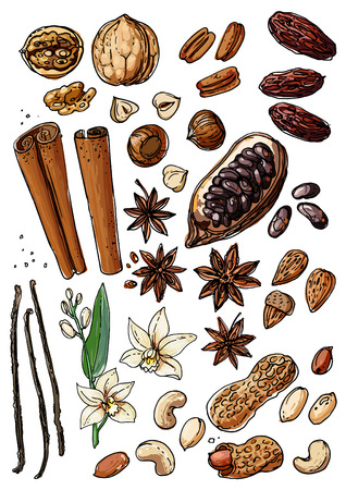 Nuts and spices line drawn on a white backgroundのイラスト素材