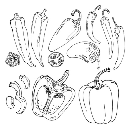 Okra, Jalapeno Pepper, hot pepper, paprika drawn by a line on a white background. A sketch of food. Vector drawing of spicesのイラスト素材