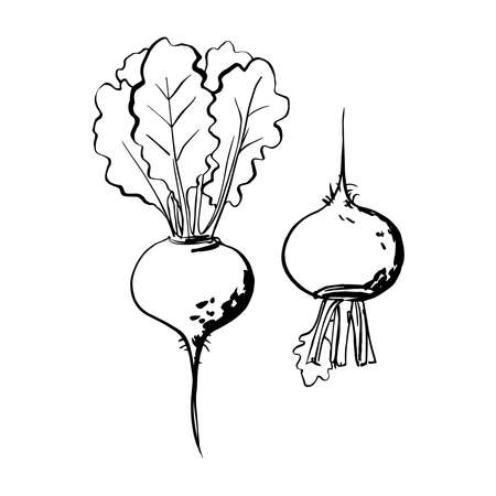 Sketch of food vegetables by line and watercolor. Beetrootのイラスト素材