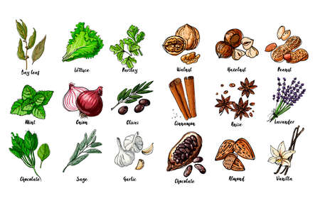 Herbs. Spices. Italian herb drawn black lines on a white background. Vector illustration. Bay leaf, lettuce, parsley, mint, onion, olives, spinach, sage, garlic, Walnut, hazelnut, peanuts, cinnamonのイラスト素材