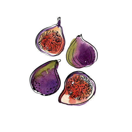 Fig. Fruit. Ink sketch of food by line on white background.のイラスト素材