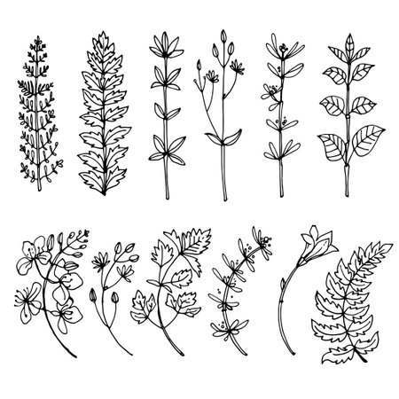 Herbs and flowers painted black line. Space for text. Vector drawing.のイラスト素材