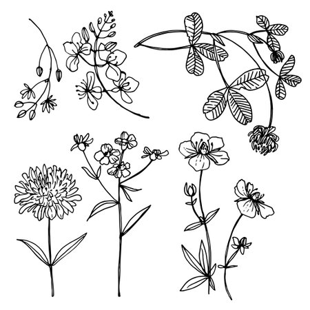 Herbs and flowers painted black line. Space for text. Vector drawing.のイラスト素材