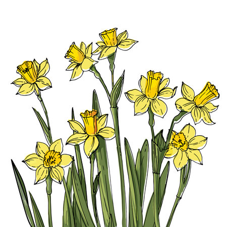 Narcissus. Spring flowers in a pot. Sketch of houseplant line on a white background.のイラスト素材