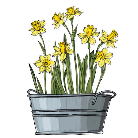 Narcissus. Spring flowers in a pot. Sketch of houseplant line on a white background.のイラスト素材