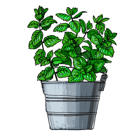 Mint. Spicy Italian herbs in a pot. Color sketch of houseplant line on a white background.のイラスト素材