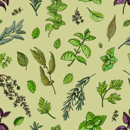 Pattern color herbs. Spices. Italian herb drawn black lines on a white background. Vector illustration.のイラスト素材