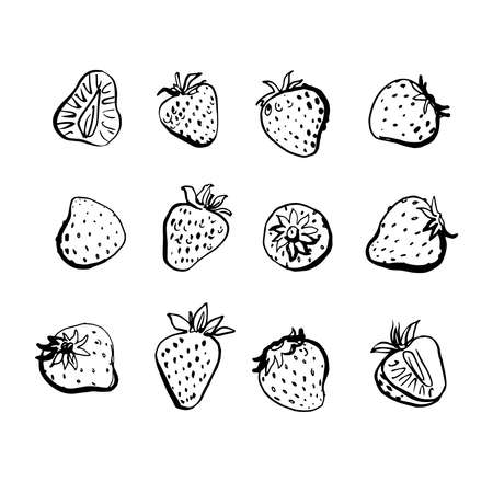 Strawberry. Vector light fruit line watercolor on white background.のイラスト素材