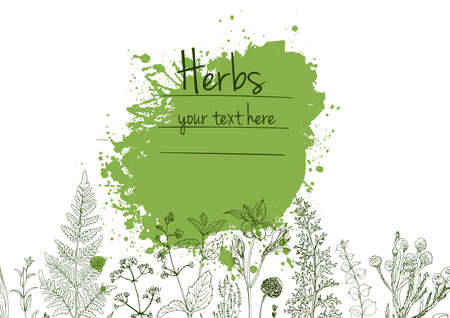 Herbs flowers vector color line. Space for text. Template with a sketch of herbs.のイラスト素材