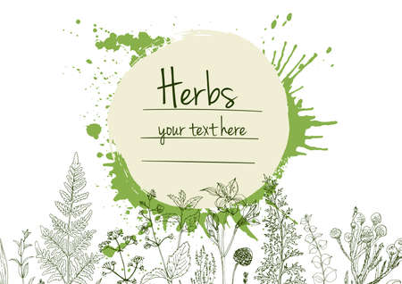 Herbs flowers vector color line. Space for text. Template with a sketch of herbs.のイラスト素材