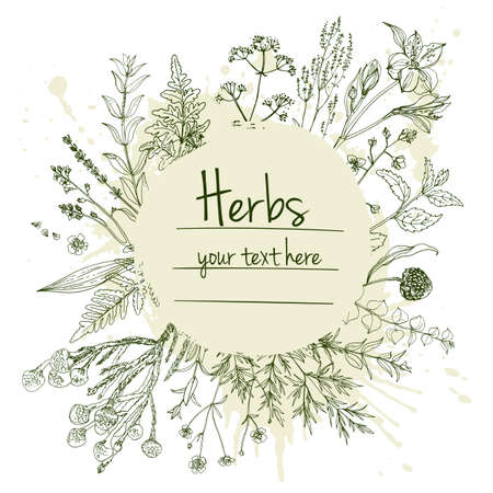 Herbs flowers vector color line. Space for text. Template with a sketch of herbs.のイラスト素材