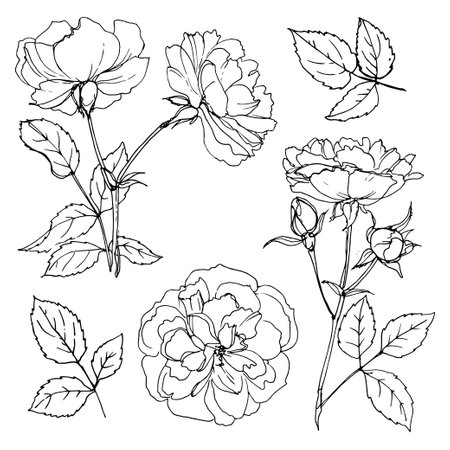 Roses line drawn on a white background. A set of garden flowers. Shrub roses in bud Vintageのイラスト素材