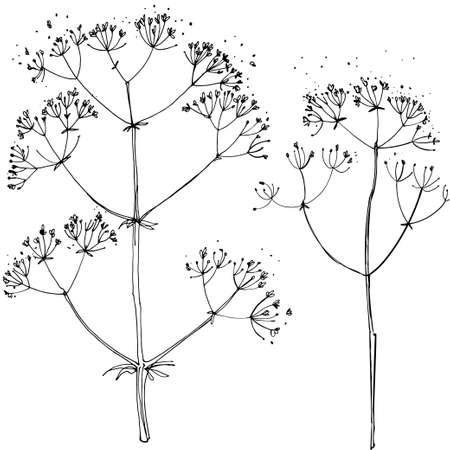 Herbs and flowers vector line drawing.のイラスト素材