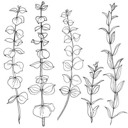 Eucalyptus branches. hand-painted flower, vector black line drawing Illustrationのイラスト素材