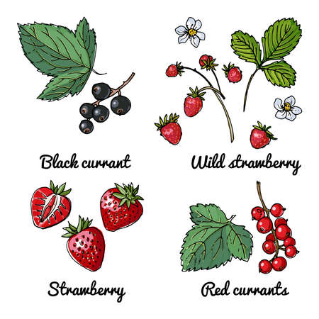 Vector food icons of berries. Colored sketch of food products. Black currant, red currant, wild strawberry, wild strawberryのイラスト素材