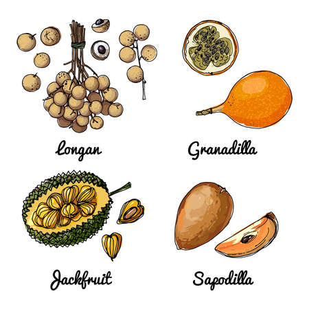 Vector food icons of fruits. Colored sketch of food products. Granadilla, longan, jackfruit, sagodillaのイラスト素材