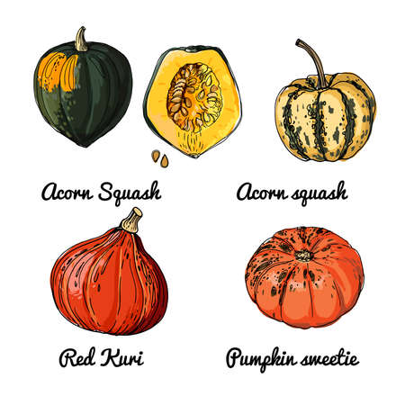 Pumpkin. Vector food icons of vegetables. Colored sketch of food products. Acorn squash, red kuri, pumpkin sweetieのイラスト素材