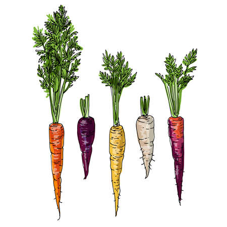 Colored carrots, purple, orange. Vector food icons of vegetables. Colored sketch of food products.のイラスト素材