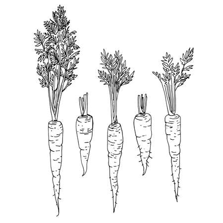 Colored carrots, purple, orange. Vector food icons of vegetables. Colored sketch of food products.のイラスト素材