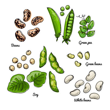 White beans, green beans, soybeans, green peas. Vector food icons of vegetables. Colored sketch of food products.のイラスト素材