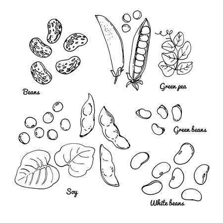 White beans, green beans, soybeans, green peas. Vector food icons of vegetables. Colored sketch of food products.のイラスト素材