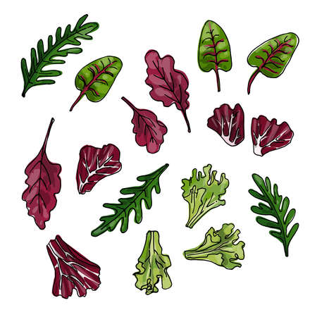 Vector food icons of vegetables. Colored sketch of food products. Iceberg lettuce, romano, chard, lettuce, arugula, radichioのイラスト素材