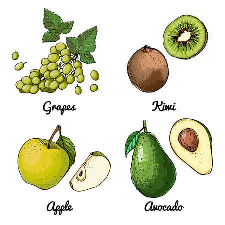 Vector food icons of fruits. Colored sketch of food products. Green grapes, apple, avocado, kiwiのイラスト素材