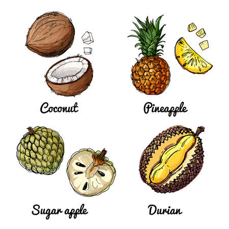 Vector food icons of fruits. Colored sketch of food products. Coconut, pineapple, sugar apple, durian.のイラスト素材