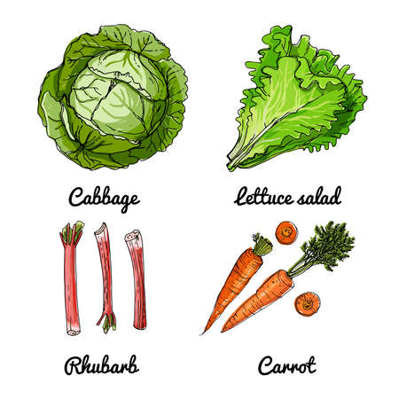 Vector food icons of vegetables and spices, herbs. Colored sketch of food products. Cabbage, lettuce, rhubarbのイラスト素材