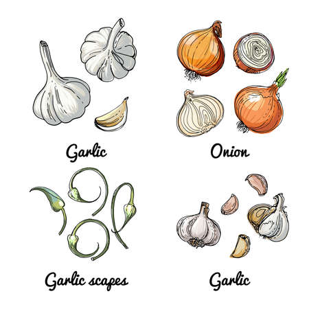 Vector food icons of vegetables and spices, herbs. Colored sketch of food products. Onionのイラスト素材