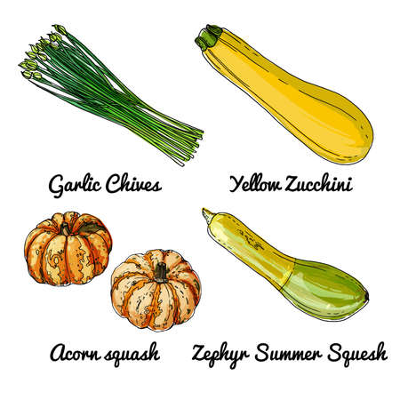 Vector food icons of vegetables. Colored sketch of food products. Garlic chives, yellow zucchini, acorn squash, zephyr summerのイラスト素材