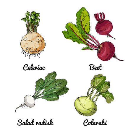 Vector food icons of vegetables. Colored sketch of food products. salad radish, Celeriac, kohlrabiのイラスト素材