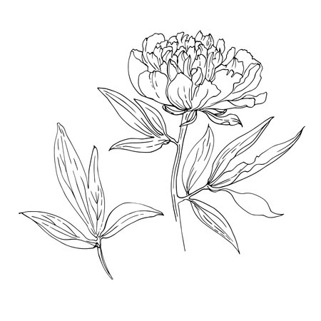 Peony with leaves. Vector sketch of flowers by line on a white background.のイラスト素材