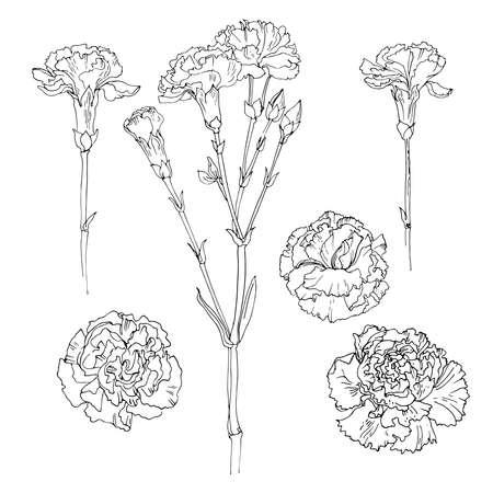 Carnation Vector sketch of flowers by line on a white background.のイラスト素材