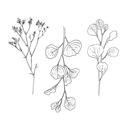 Eucalyptus Vector sketch of flowers by line on a white background.のイラスト素材