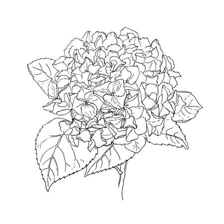 Hydrangea Vector sketch of flowers by line on a white background.のイラスト素材