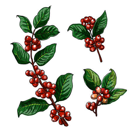 Branch of coffee, berries. Vector food icons. Colored sketch of food products. Colorのイラスト素材