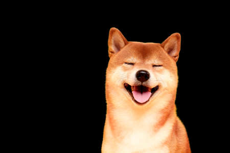 Happy shiba inu dog on yellow. Red-haired Japanese dogの写真素材