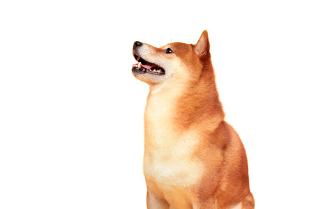 Happy shiba inu dog on yellow. Red-haired Japanese dogの写真素材