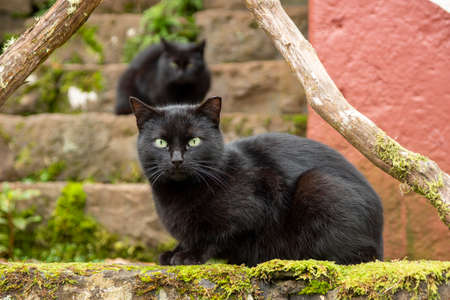 The black cat sitting on the stone stairs during the day